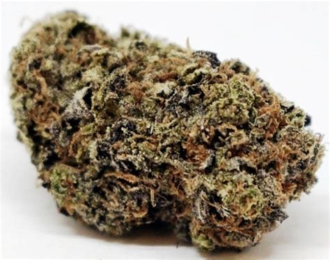 Versace Weed Strain Information 